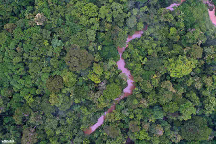 es un activo natural insustituible con una enorme biodiversidad y un componente de vital importancia en los ciclos globales del carbono y el agua