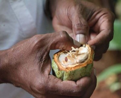 El cambio climático está reduciendo las zonas del mundo adecuadas para producir café cacao té y muchos productos más.