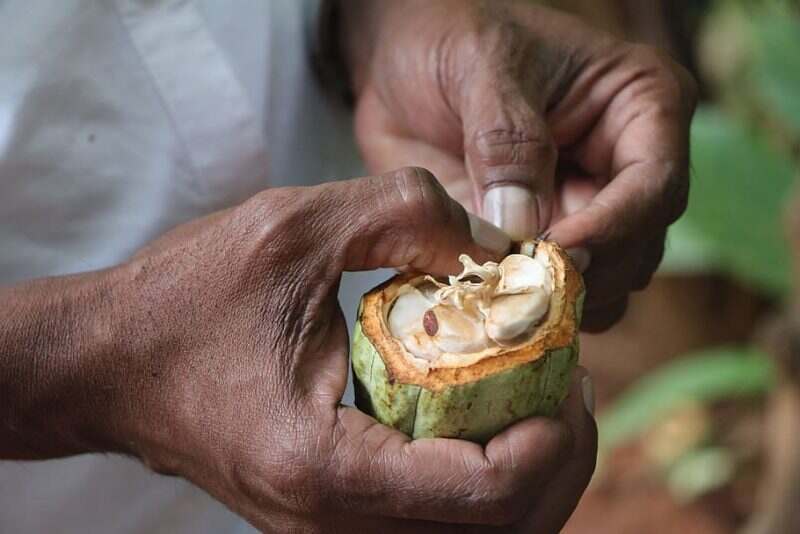 El cambio climático está reduciendo las zonas del mundo adecuadas para producir café cacao té y muchos productos más.