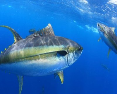 se necesita frenar de manera decisiva las emisiones de gases de efecto invernadero