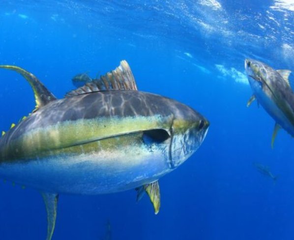 se necesita frenar de manera decisiva las emisiones de gases de efecto invernadero