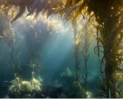 El 8 de junio se celebra el Día Mundial de los Océanos.