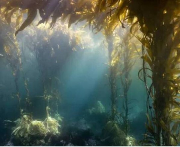 El 8 de junio se celebra el Día Mundial de los Océanos.