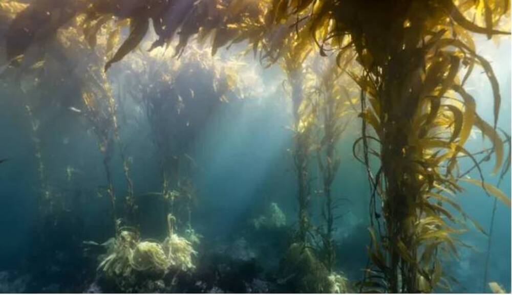 El 8 de junio se celebra el Día Mundial de los Océanos.