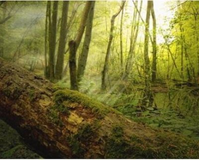 La madera muerta de los árboles dentro de un bosque es un refugio de vida un escondite y alimento para hongos insectos y otros animales claves.