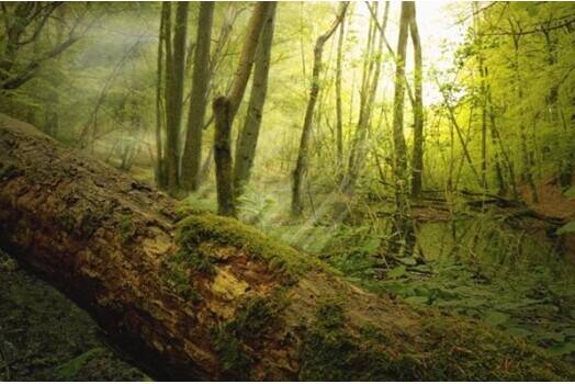 ¿Sabías que la madera muerta en el bosque es fuente de vida?