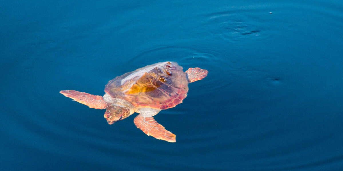 Las tortugas marinas desempeñan un papel importante en los ecosistemas marinos
