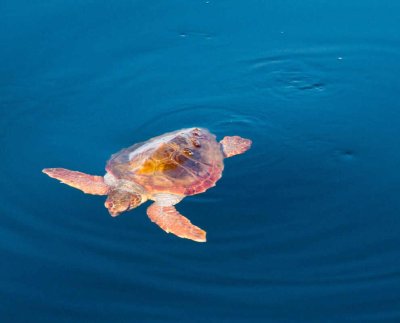 Las tortugas marinas desempeñan un papel importante en los ecosistemas marinos