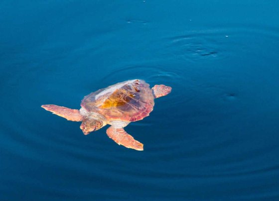 Las tortugas marinas desempeñan un papel importante en los ecosistemas marinos