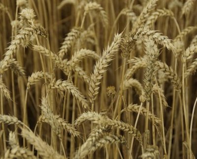 La probabilidad de que las temperaturas extremas pudieran afectar el rendimiento de los cultivos aumentó significativamente en las regiones productoras de EEUU y China.