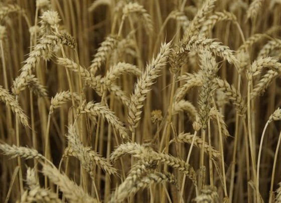 La probabilidad de que las temperaturas extremas pudieran afectar el rendimiento de los cultivos aumentó significativamente en las regiones productoras de EEUU y China.