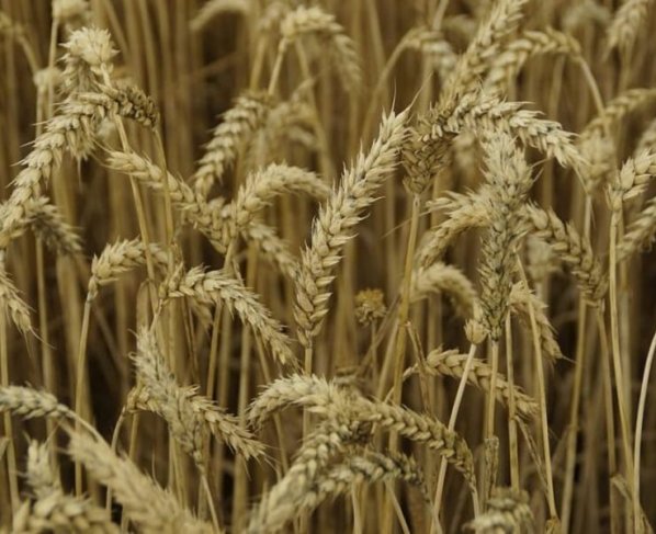 La probabilidad de que las temperaturas extremas pudieran afectar el rendimiento de los cultivos aumentó significativamente en las regiones productoras de EEUU y China.