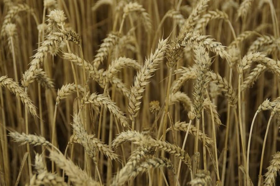 La probabilidad de que las temperaturas extremas pudieran afectar el rendimiento de los cultivos aumentó significativamente en las regiones productoras de EEUU y China.