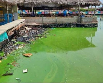 Un ecocidio de grandes proporciones se viene desarrollando en la cuenca del Lago de Maracaibo al oeste de Venezuela por la presencia de una cianobacteria llamada microcystis