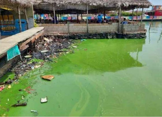 Un ecocidio de grandes proporciones se viene desarrollando en la cuenca del Lago de Maracaibo al oeste de Venezuela por la presencia de una cianobacteria llamada microcystis