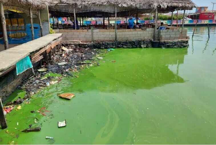 Un ecocidio de grandes proporciones se viene desarrollando en la cuenca del Lago de Maracaibo al oeste de Venezuela por la presencia de una cianobacteria llamada microcystis