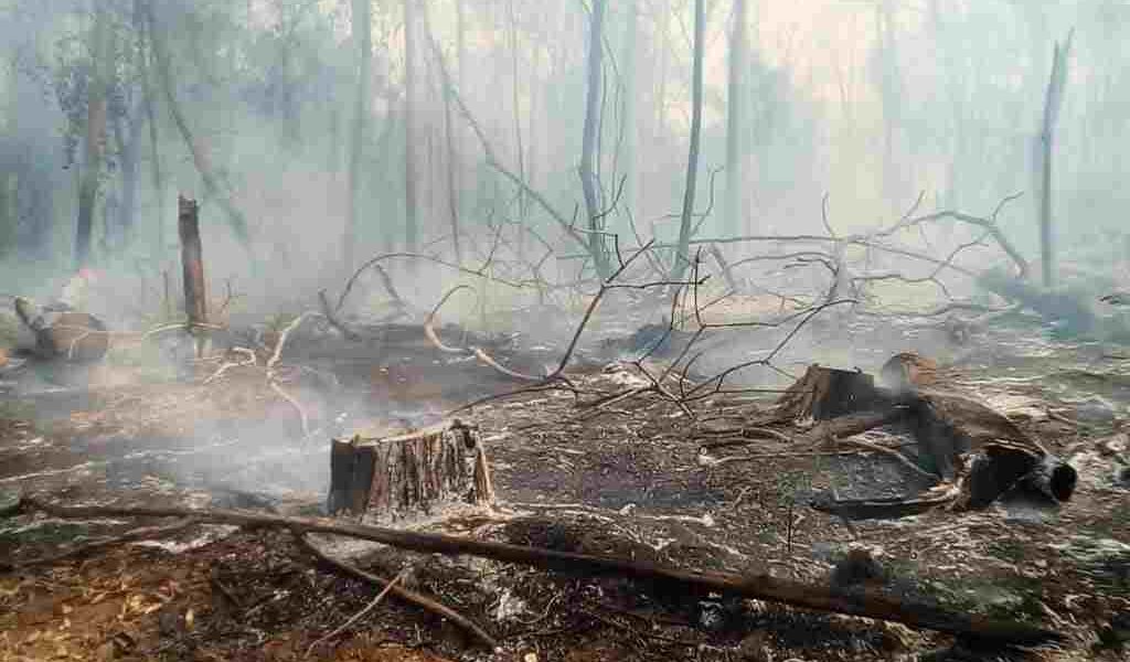 Entre los años 2000 y 2020 se han perdido 54 millones de hectáreas forestales una extensión del tamaño de España.