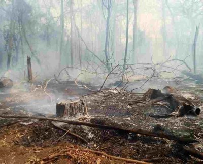 Entre los años 2000 y 2020 se han perdido 54 millones de hectáreas forestales una extensión del tamaño de España.