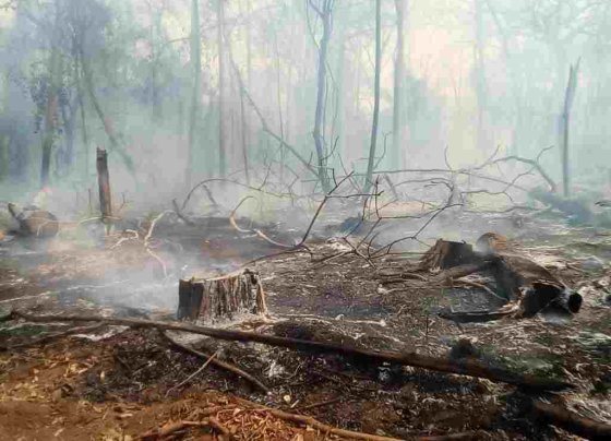Entre los años 2000 y 2020 se han perdido 54 millones de hectáreas forestales una extensión del tamaño de España.