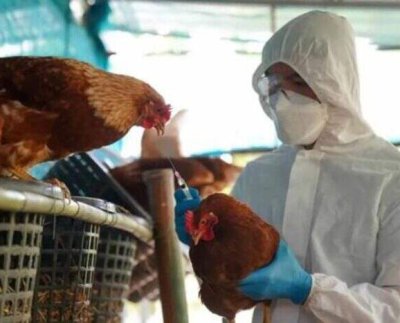 Estas entidades pidieron a todos los países que trabajen juntos y a través de todos los sectores para proteger a las poblaciones humanas y animales.