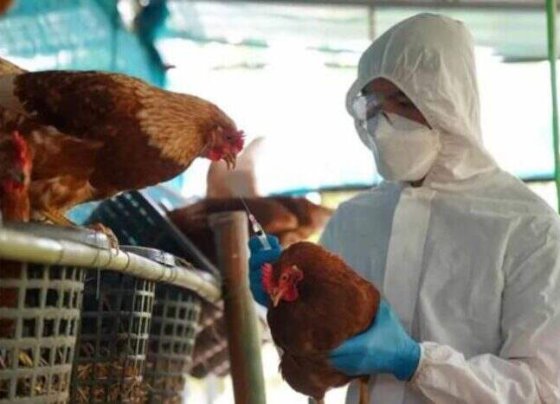 Estas entidades pidieron a todos los países que trabajen juntos y a través de todos los sectores para proteger a las poblaciones humanas y animales.