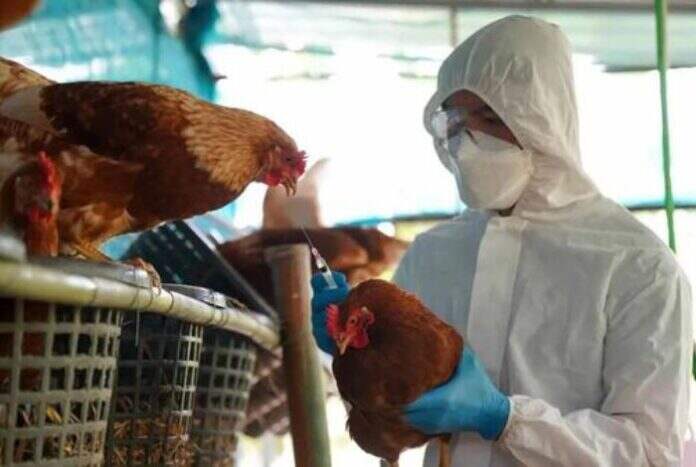 Estas entidades pidieron a todos los países que trabajen juntos y a través de todos los sectores para proteger a las poblaciones humanas y animales.