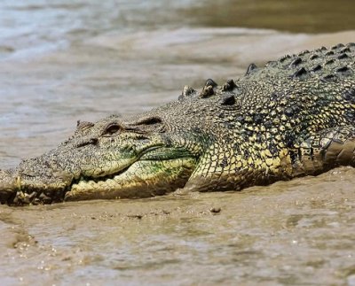 Una fotógrafa capto el momento en que el cocodrilo nadaba en el lago del Parque Joe DiMaggio por lo que las autoridades tuvieron que tomar medidas