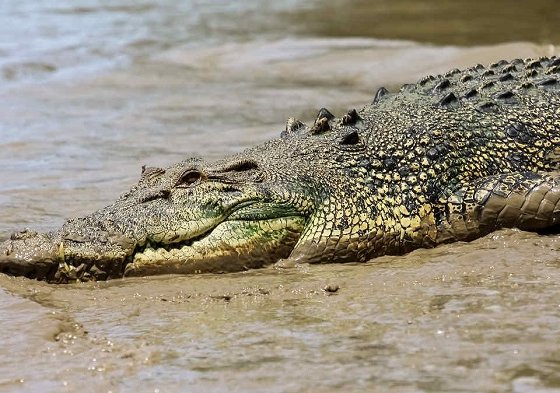 Una fotógrafa capto el momento en que el cocodrilo nadaba en el lago del Parque Joe DiMaggio por lo que las autoridades tuvieron que tomar medidas