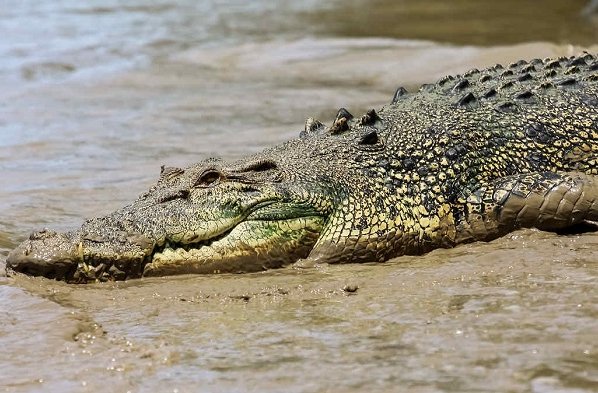 Una fotógrafa capto el momento en que el cocodrilo nadaba en el lago del Parque Joe DiMaggio por lo que las autoridades tuvieron que tomar medidas