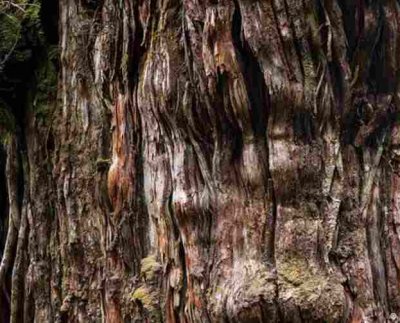 Puede alcanzar edades de 3 a 4 mil años y llega a 50 metros de altura y 3 a 4 metros de diámetro.