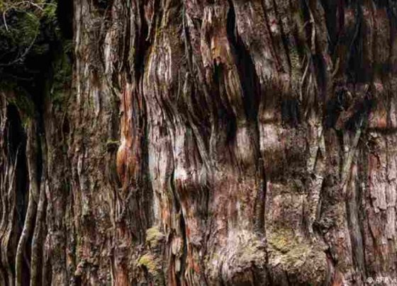 Puede alcanzar edades de 3 a 4 mil años y llega a 50 metros de altura y 3 a 4 metros de diámetro.