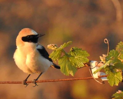 los contaminantes pueden poner en peligro especialmente a las aves en estos agroecosistemas específicos