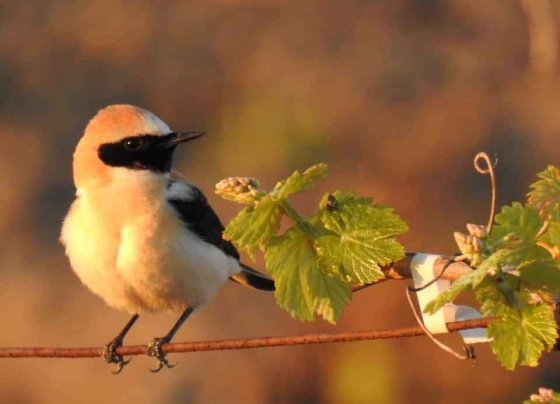 los contaminantes pueden poner en peligro especialmente a las aves en estos agroecosistemas específicos