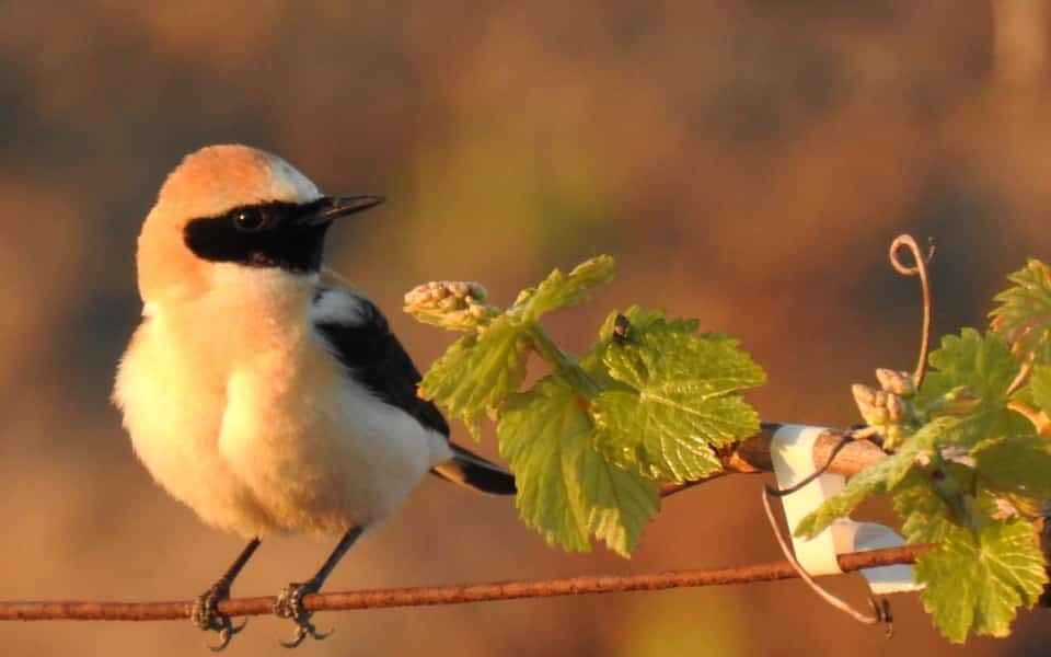 los contaminantes pueden poner en peligro especialmente a las aves en estos agroecosistemas específicos
