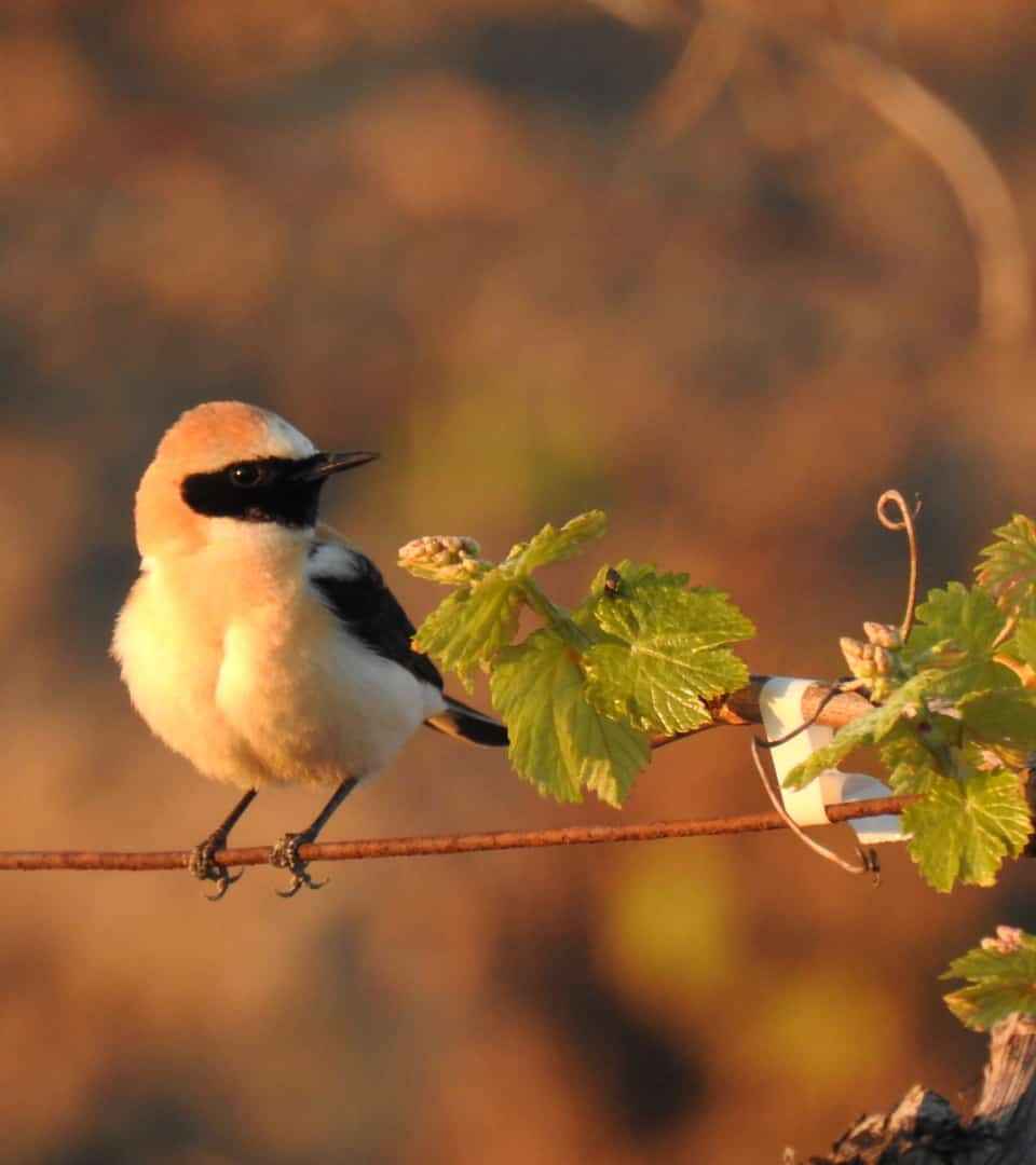 los contaminantes pueden poner en peligro especialmente a las aves en estos agroecosistemas específicos