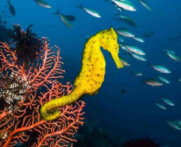 más de 150 millones de estos animales son asesinados cada año para hacer productos curativos en China.