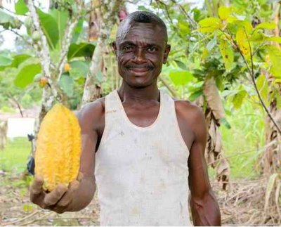 La productividad promedio de las plantaciones de cacao incluidas en el programa ha aumentado de 400 kilogramos por hectárea a 600 kilogramos por hectárea desde 2019.