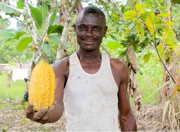 La productividad promedio de las plantaciones de cacao incluidas en el programa ha aumentado de 400 kilogramos por hectárea a 600 kilogramos por hectárea desde 2019.