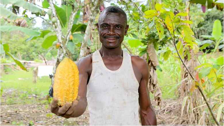 La productividad promedio de las plantaciones de cacao incluidas en el programa ha aumentado de 400 kilogramos por hectárea a 600 kilogramos por hectárea desde 2019.