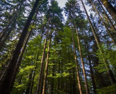 Cuando hay sequía, son más ágiles a la hora de movilizar agua desde las reservas del tronco hasta el sistema circulatorio (conocido como xilema).