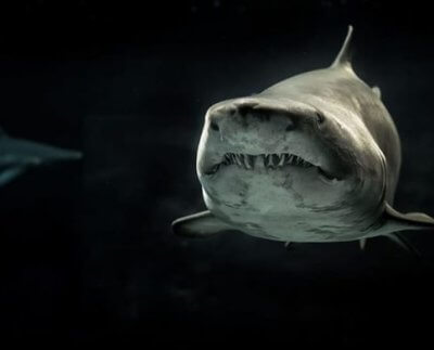 La mala gestión de los océanos, incluyendo la sobrepesca y el aleteo de los tiburones (cortar a los animales parte de sus miembros en vida) tiene un efecto adverso sobre el cambio climático.