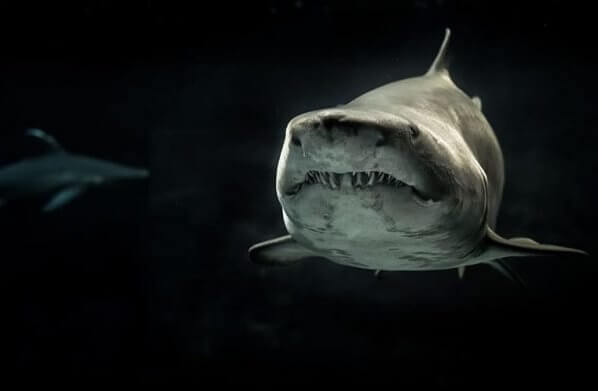 La mala gestión de los océanos, incluyendo la sobrepesca y el aleteo de los tiburones (cortar a los animales parte de sus miembros en vida) tiene un efecto adverso sobre el cambio climático.