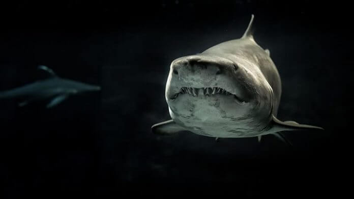 La mala gestión de los océanos, incluyendo la sobrepesca y el aleteo de los tiburones (cortar a los animales parte de sus miembros en vida) tiene un efecto adverso sobre el cambio climático.