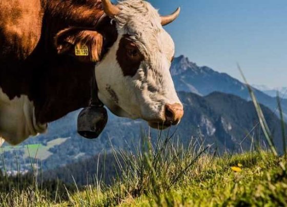 Se estima que el estiércol almacenado en el clima templado-frío de Europa es responsable de aproximadamente el 12% de las emisiones totales de metano del sistema lechero.