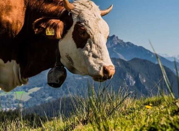 Se estima que el estiércol almacenado en el clima templado-frío de Europa es responsable de aproximadamente el 12% de las emisiones totales de metano del sistema lechero.