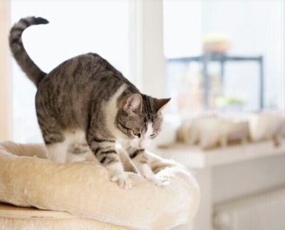 Es posible que perros y gatos denominados “hipoalergénicos” se desprendan de menos pelo pero ninguna raza es realmente hipoalergénica