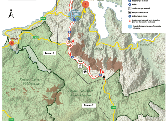 El último tramo de una carretera al sur de Chile amenaza una de las especies arbóreas más longevas del mundo conocida como Alerce.
