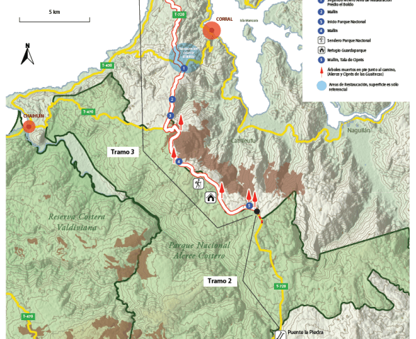 El último tramo de una carretera al sur de Chile amenaza una de las especies arbóreas más longevas del mundo conocida como Alerce.
