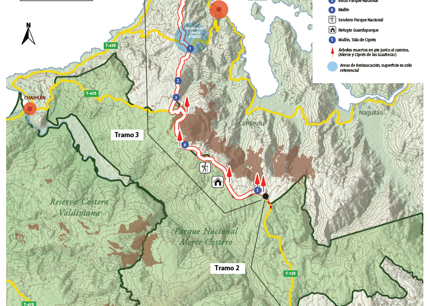 El último tramo de una carretera al sur de Chile amenaza una de las especies arbóreas más longevas del mundo conocida como Alerce.
