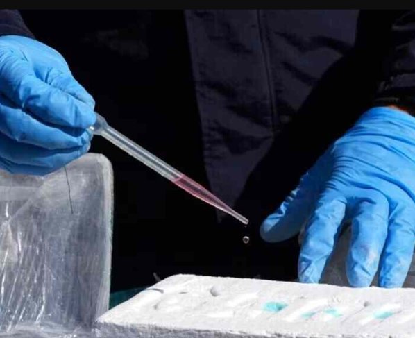 La organización detrás del envío operaba por medio de una empresa exportadora de plátanos en Machala Ecuador.